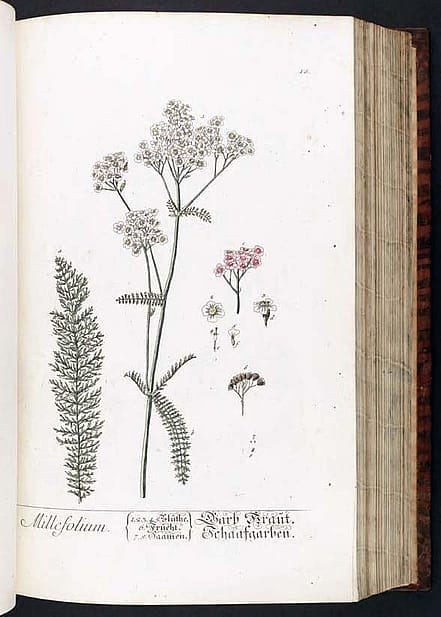 While mounted specimens were stored in herbariums, to share the mounts more widely, skilled artists were tasked with drawing the plants in detail. These scientific illustrations were bound and distributed by publishers. This example comes from the Peter H. Raven Library at the Missouri Botanical Garden and was drawn by Elizabeth Blackwell, a Scottish illustrator who created drawings of plants as references for physicians. https://doi.org/10.5962/bhl.title.567 (Public Domain)