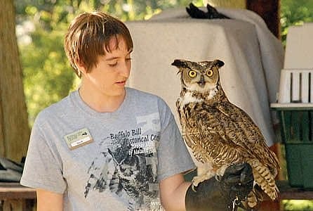 This owl was adopted from by the Buffalo Bill Center of the West from a library program. The local robins were being mean to him.