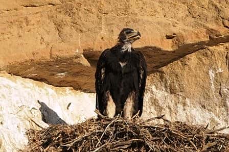 This nestling in the northern zone of the Greater Yellowstone Raptor Experience study area will soon fledge. photo by R. Brady