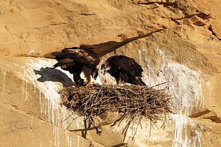 These two eagles should be leaving their nest in the northern zone of our study area soon. Photo by R. Brady