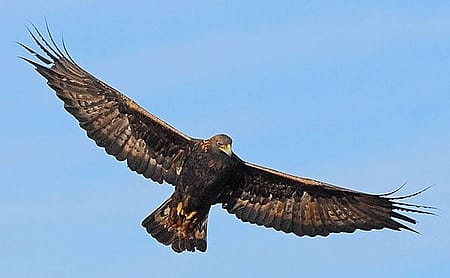A golden eagle's wingspan may exceed seven feet. Photograph by Keith Cauley.