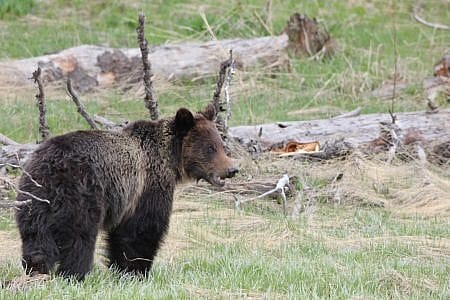 Yellowstone Grizzly