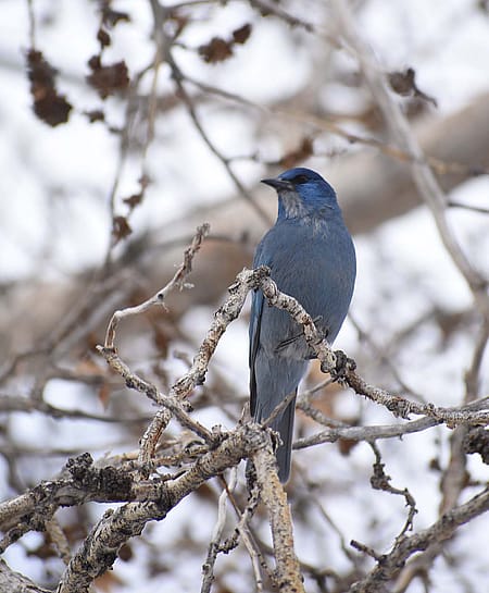 Pinyon Jay (Gymnorhinus cyanocephalus). Photo by Amy Phillips.