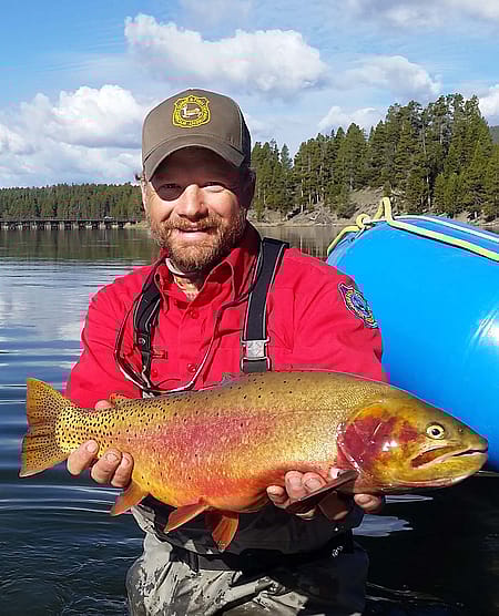 Jason Burckhardt sampling Yellowstone Cutthroat Trout in the Yellowstone River, Yellowstone National Park, to infuse the WGFD captive brood source.