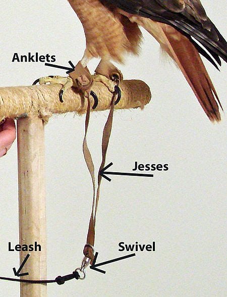 Diagram of what Isham, our red tailed-hawk, looks like when he is “dressed.”
