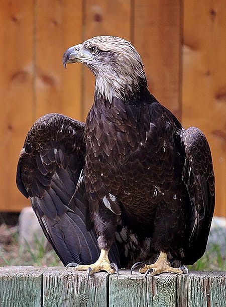 Draper Museum Raptor Experience: Bald eagle