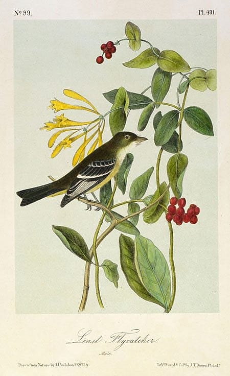 John James Audubon's 'Least Flycatcher,' after 1843. 14.99.5
