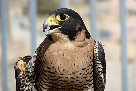 Notice Hayabusa's tomial tooth on her upper mandible.