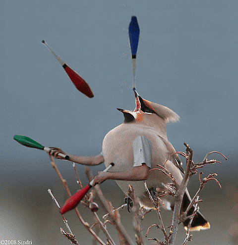 juggling waxwing (Small)