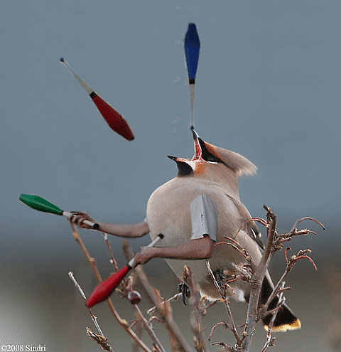 juggling waxwing (Small)