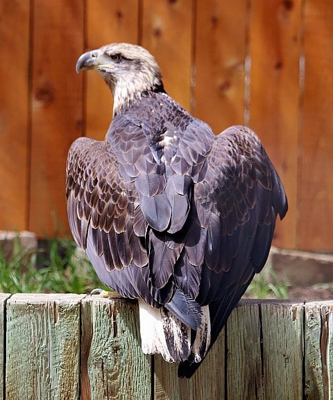 A young bald eagle with mottled brown tail feathers.