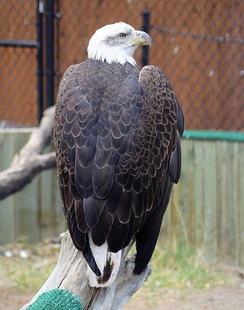 Bald eagle showing tail with fewer mottled feathers than before.