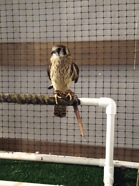 Freyja the American kestrel