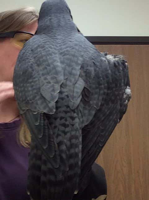 Haya's wing after several treatments. New feathers have come in!