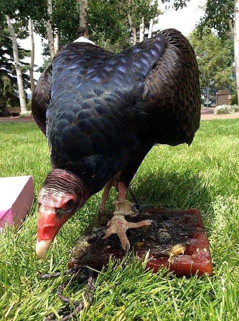 Turkey vulture with her cake.