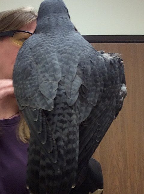 Haya's wing after several treatments. New feathers have come in!