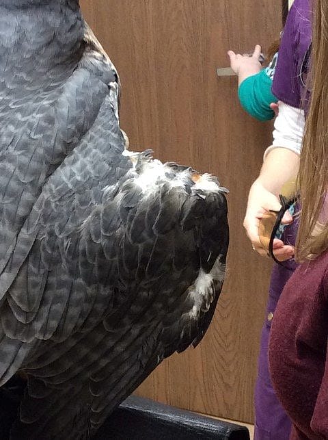 Hayabusa's wing at the beginning of her laser therapy. Notice the lack of feathers.