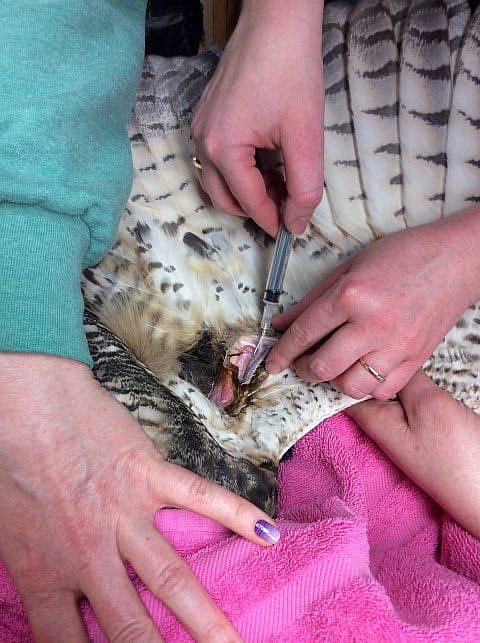 Dr. Pedersen draws blood from the wing of Teasdale, the great horned owl.
