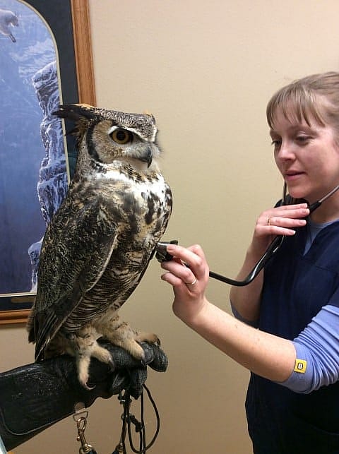 Veterinarian listening to the heart of a great horned owl.