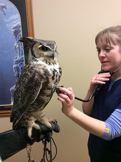 Veterinarian listening to the heart of a great horned owl.
