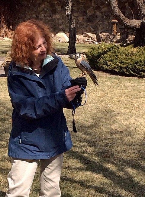 Here I am with Salem, our male American kestrel.