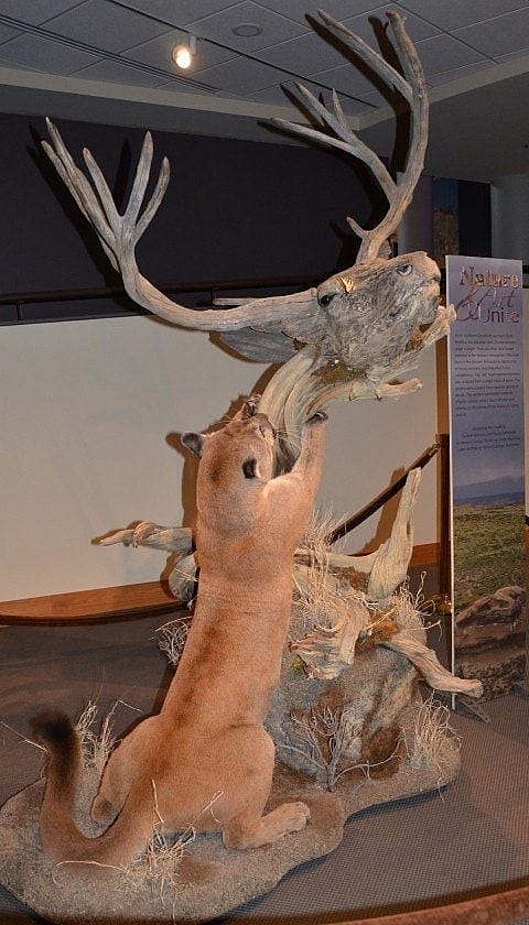 Taxidermied mountain lion sculpture.
