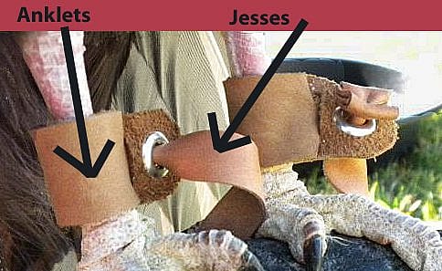 Suli wears her anklets and jesses at all times.
