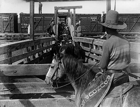 Happy Owen (with stick), Little Dan Wilson (on horse), and other cowboys load cattle into a stock car at the Cody Railroad, Station, stockyards, 1930-1939. MS 003 Charles Belden Collection, McCracken Research Library. PN.67.348