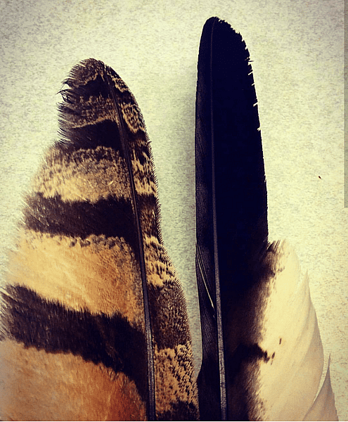 Great Horned Owl feather fluting