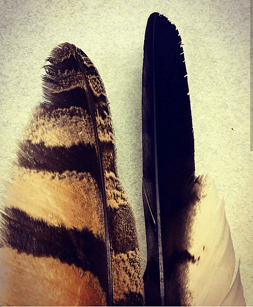 Great Horned Owl feather fluting