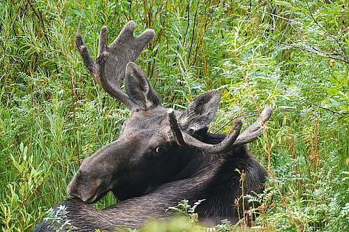 Lunchtime Expedition speaker Rebecca Levine studies moose and how they are coping with warmer, drier summers.