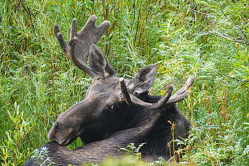 Lunchtime Expedition speaker Rebecca Levine studies moose and how they are coping with warmer, drier summers.