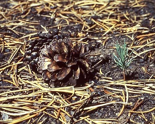 Lodgepole pine cone. Ann Deutch, 1989. NPS photo.
