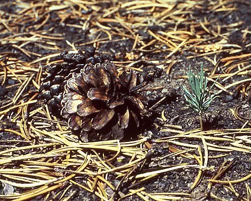 Lodgepole pine cone. Ann Deutch, 1989. NPS photo.