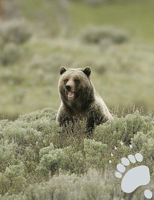 A Yellowstone National Park grizzly bear. National Park Service photo by Jim Peaco, 2005.