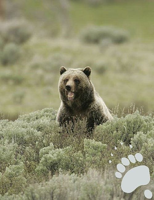A Yellowstone National Park grizzly bear. National Park Service photo by Jim Peaco, 2005.