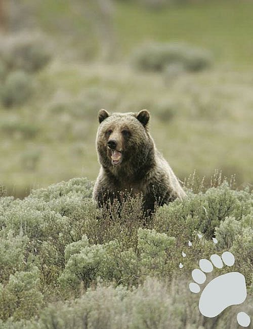 A Yellowstone National Park grizzly bear. National Park Service photo by Jim Peaco, 2005.