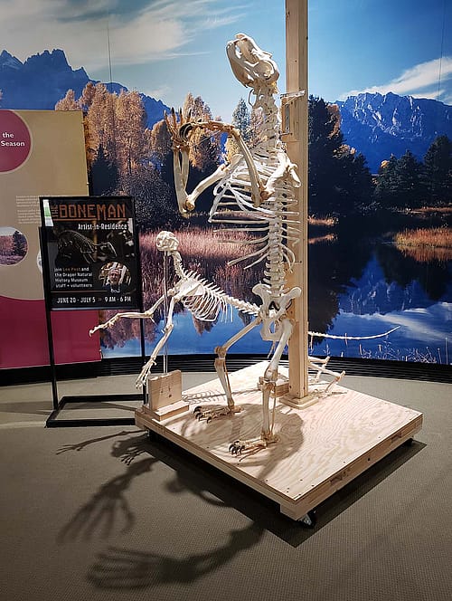 Articulated skeletons of a grizzly bear and a mountain lion