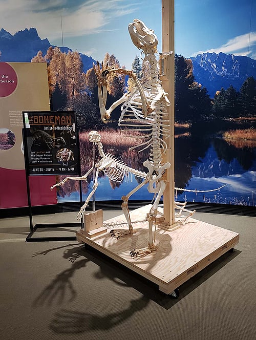 Articulated skeletons of a grizzly bear and a mountain lion