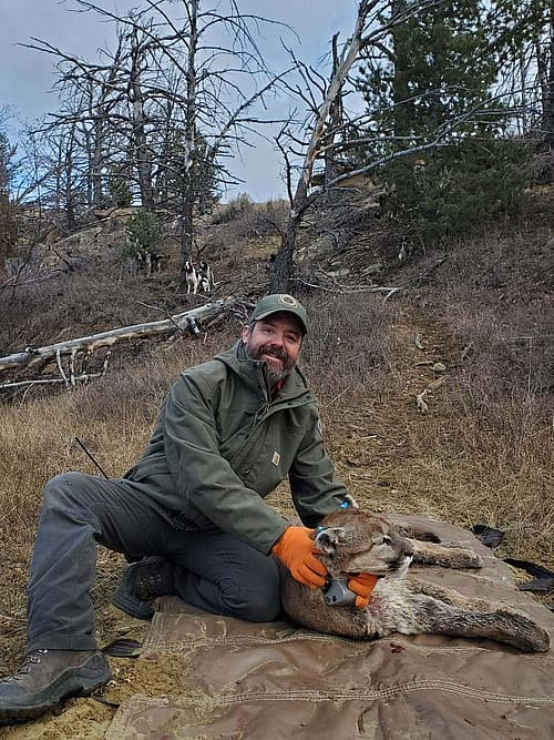 Man in olive green Wyoming Game & Fish Department jacket poses with a chemically immobilized mountain lion.