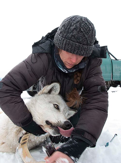 Kristin Barker radio collaring a wolf. Snow in the background. Mark Gocke photo.