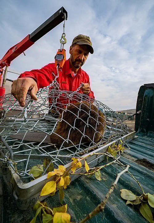 The Wyoming Game & Fish Department's Jerry Altermatt weighs a trapped beaver. Photo by Chris Martin.