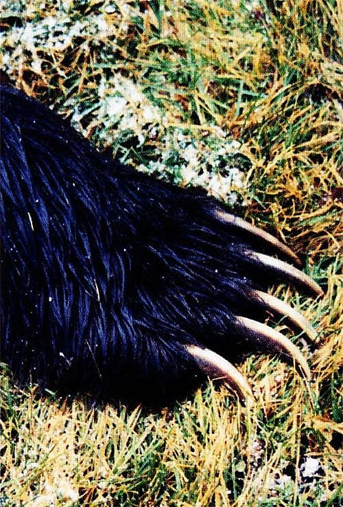 A grizzly relies on his long claws to dig up roots and berries - and to raid a cabin refrigerator. Photo by Valarie Hamm.