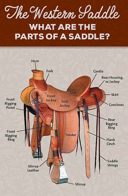 Diagram showing the parts of a western saddle, including the horn, seat, cantle, fender, stirrup, and skirt.