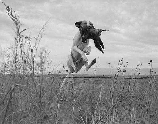 Jack Richard's "Hunting Dog Jumps Fence with Bird in its Mouth," 1941. MS 89 Jack Richard Photograph Collection. PN.89.111.21197.1