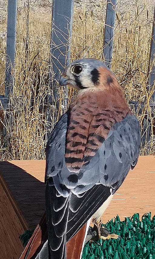Salem, Our American Kestrel 
