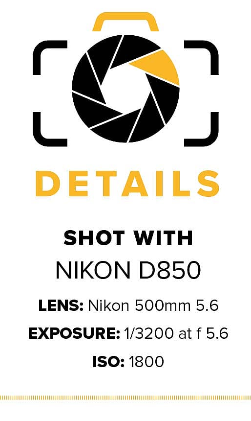 Points West blog 350: camera details