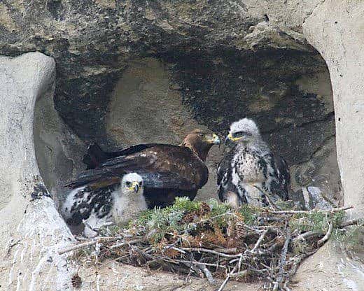 Golden eagle nest