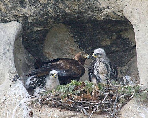 Golden eagle nest