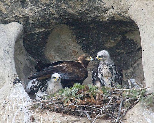 Golden eagle nest